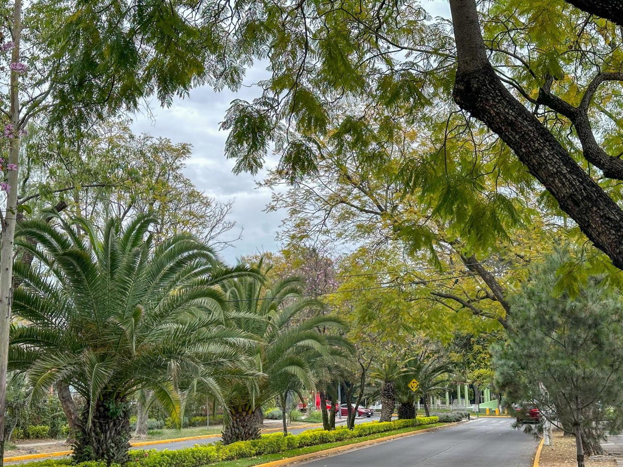 Sencillo Y Acogedor Estudio En Chapalita 02 Guadalajara Bagian luar foto